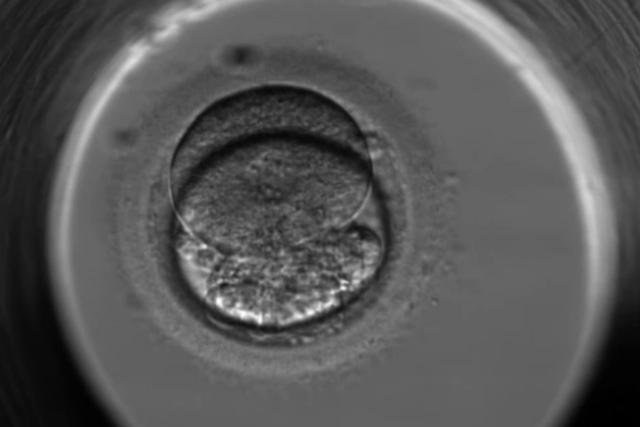 Dzięki nowoczesnym urządzeniom, biolodzy mogą na bieżąco monitorować rozwój zarodków