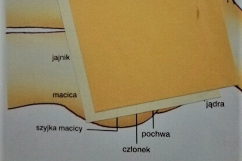 W encyklopedii dla dzieci zaklejono "niewygodne" obrazki